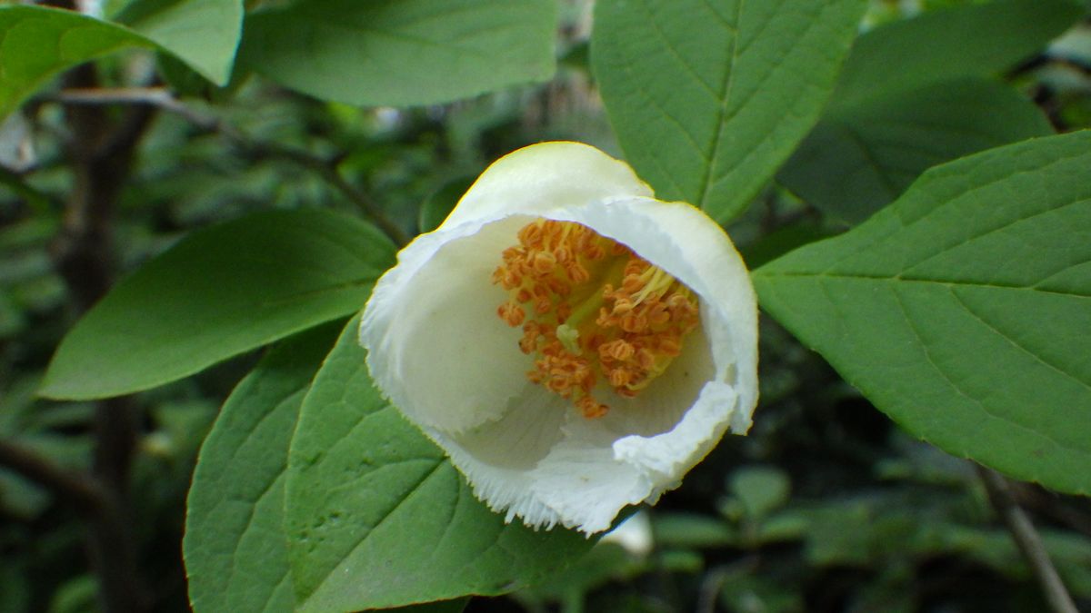 沙羅の花