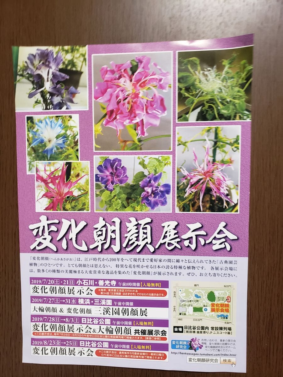 夏の朝顔　展示会