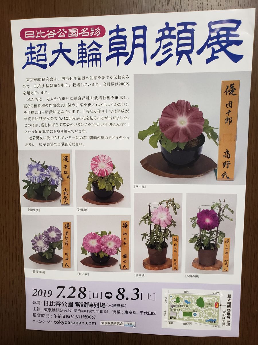 夏の朝顔　展示会