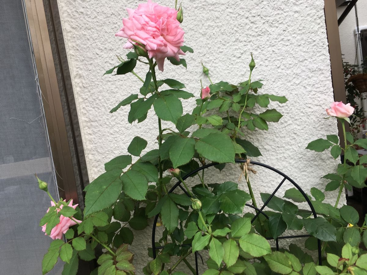 今日の植物たち