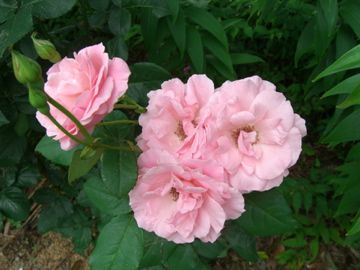 今朝の薔薇