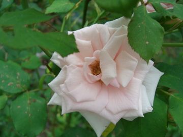 今朝の薔薇