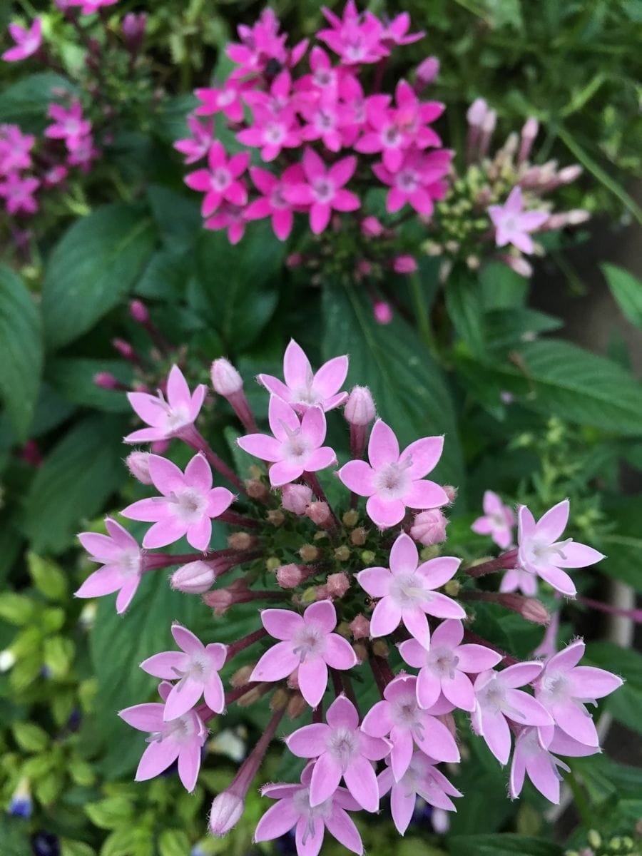 ペンタスの葉っぱかじった犯人‼︎