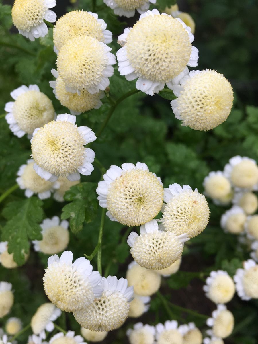 マチルダさん二番花