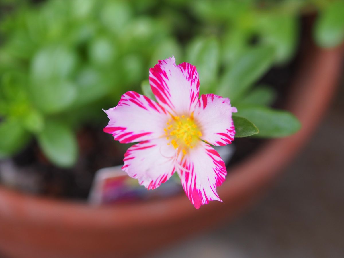 赤い花がほしい