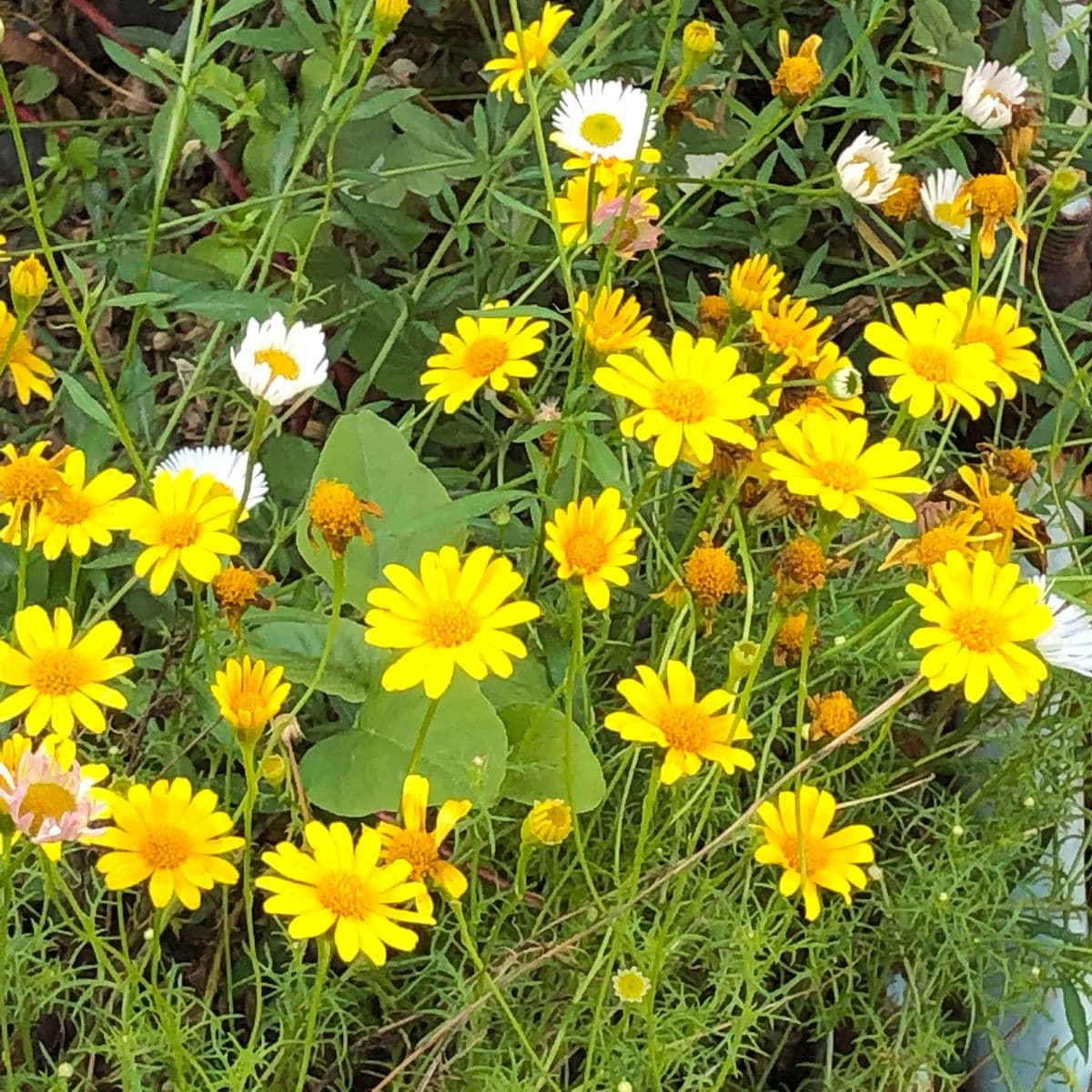 今朝の花Ⅲ