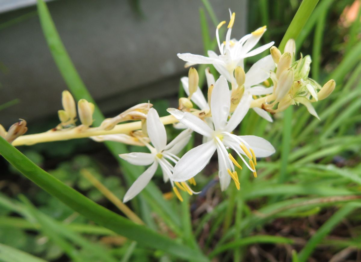 梅雨の庭