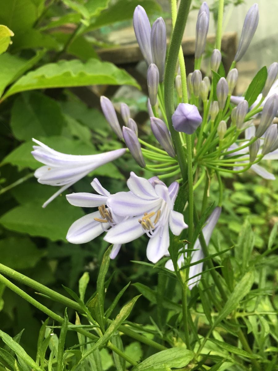 7月の愛の花