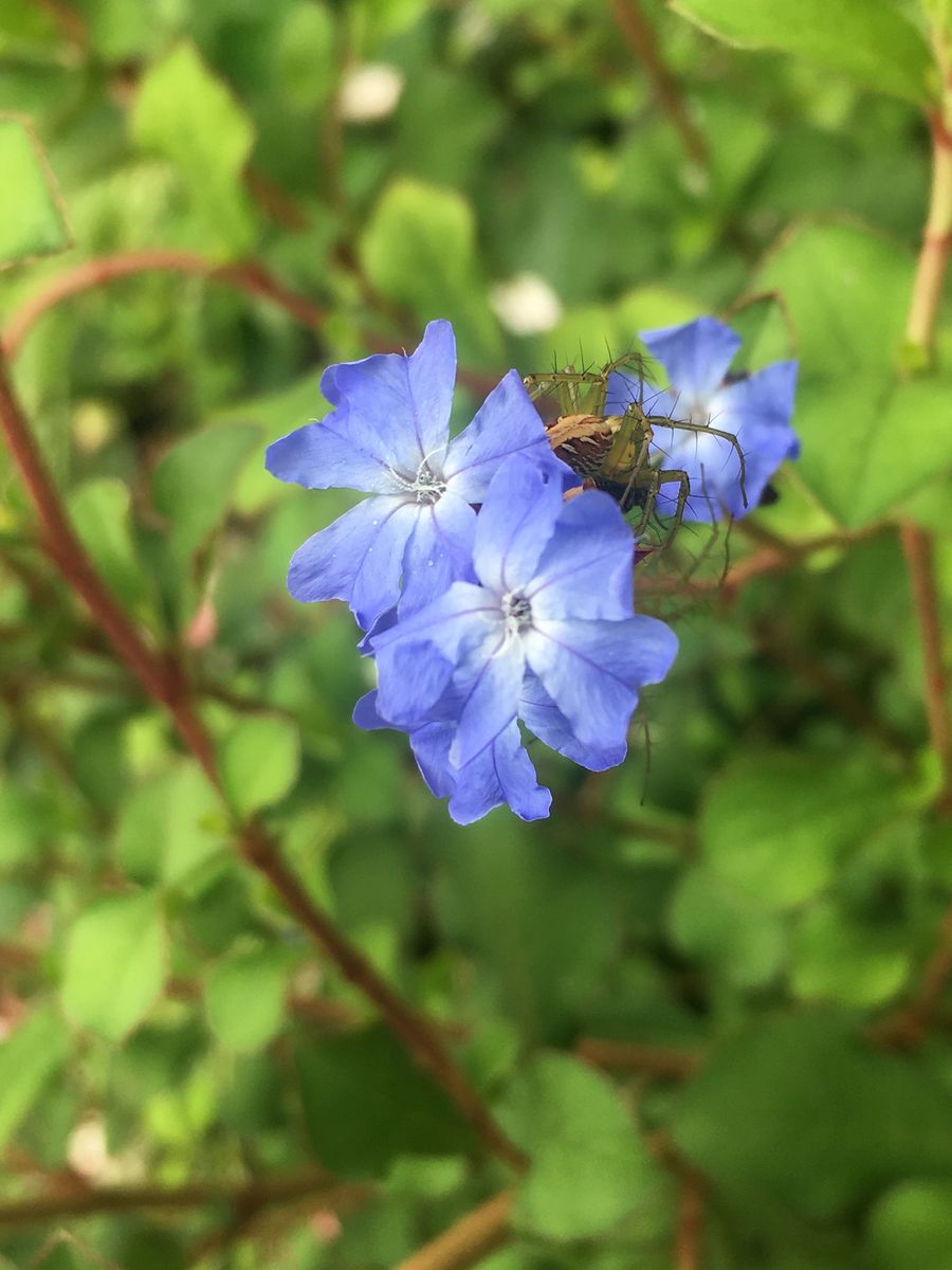 7月の愛の花