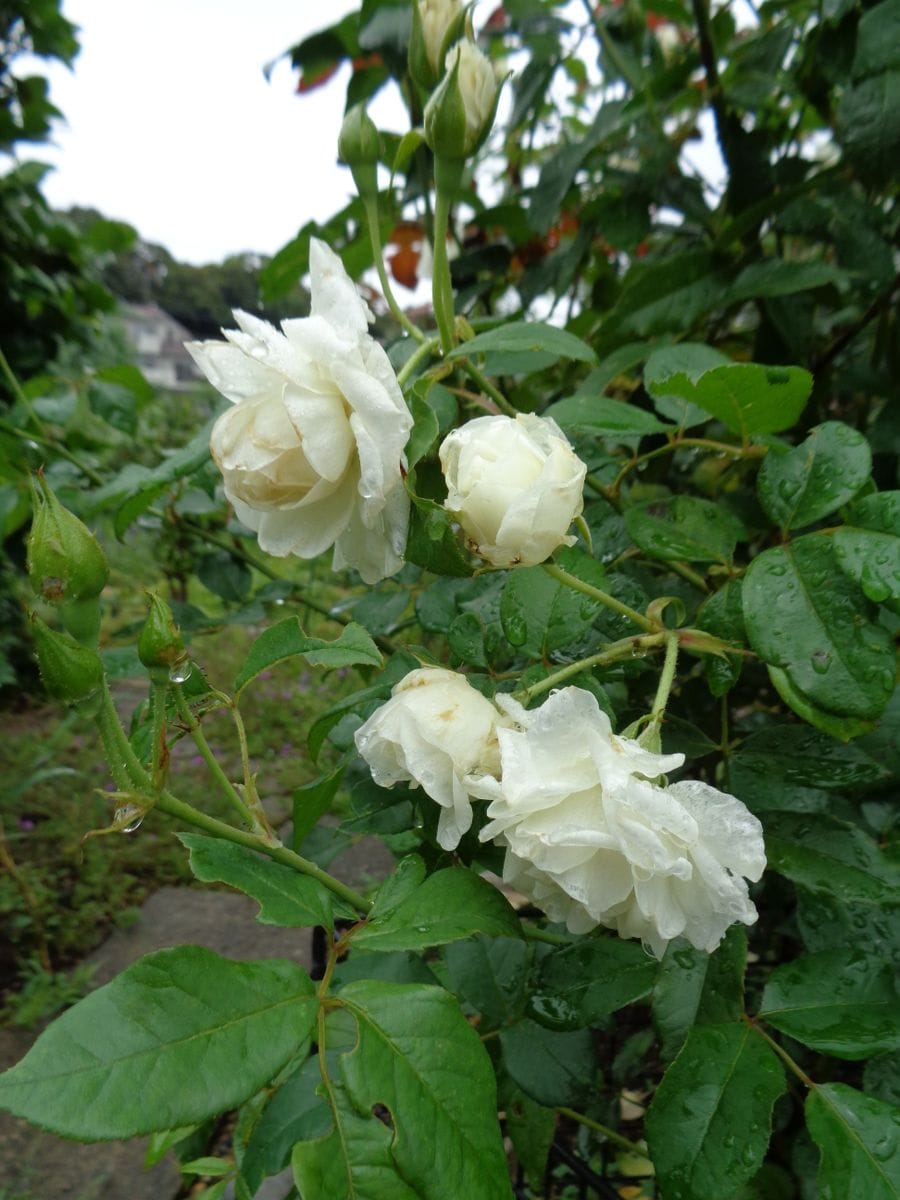 雨に打たれて。。。。