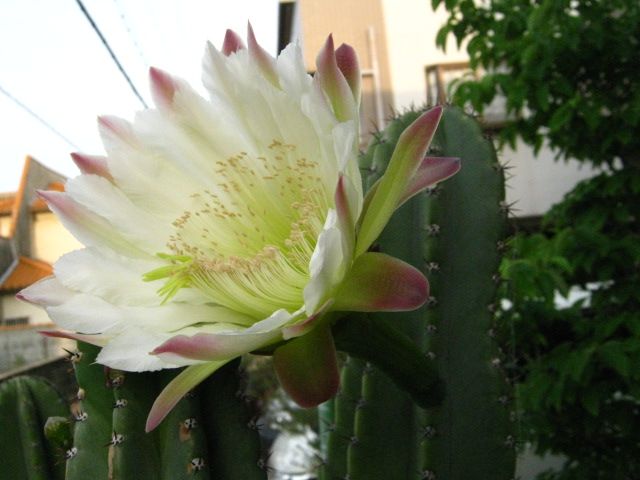 今年も開花の季節