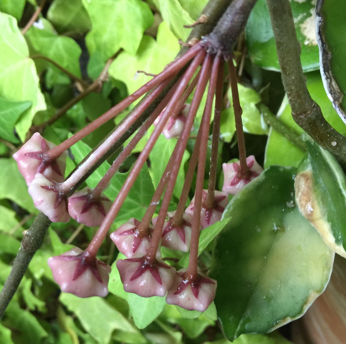 今日の花