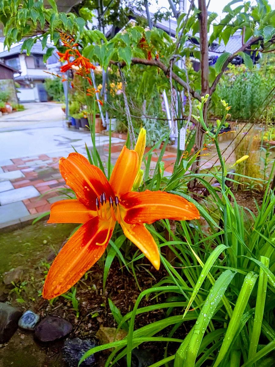 ヘメロカリス🌼を見て思い出す～