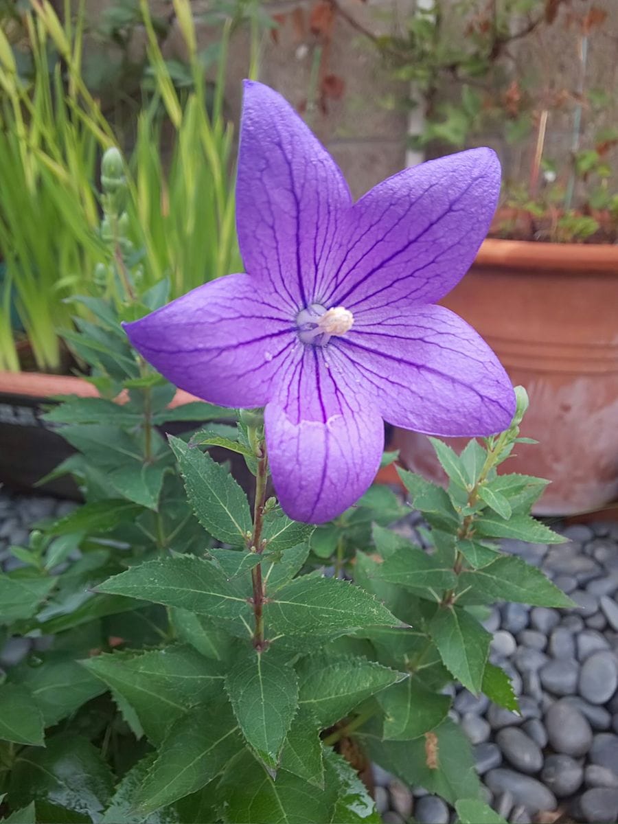 夏は守りの園芸します☺️