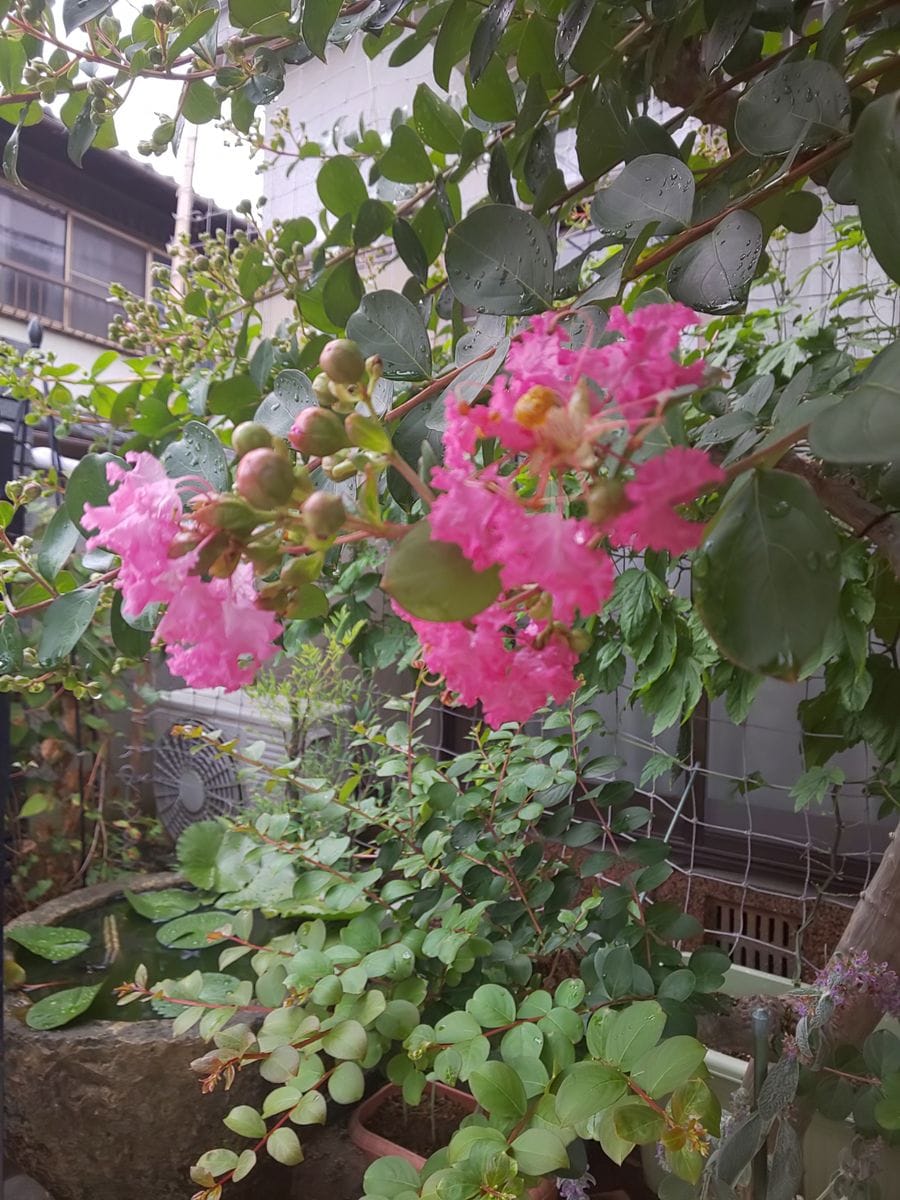 夏は守りの園芸します☺️