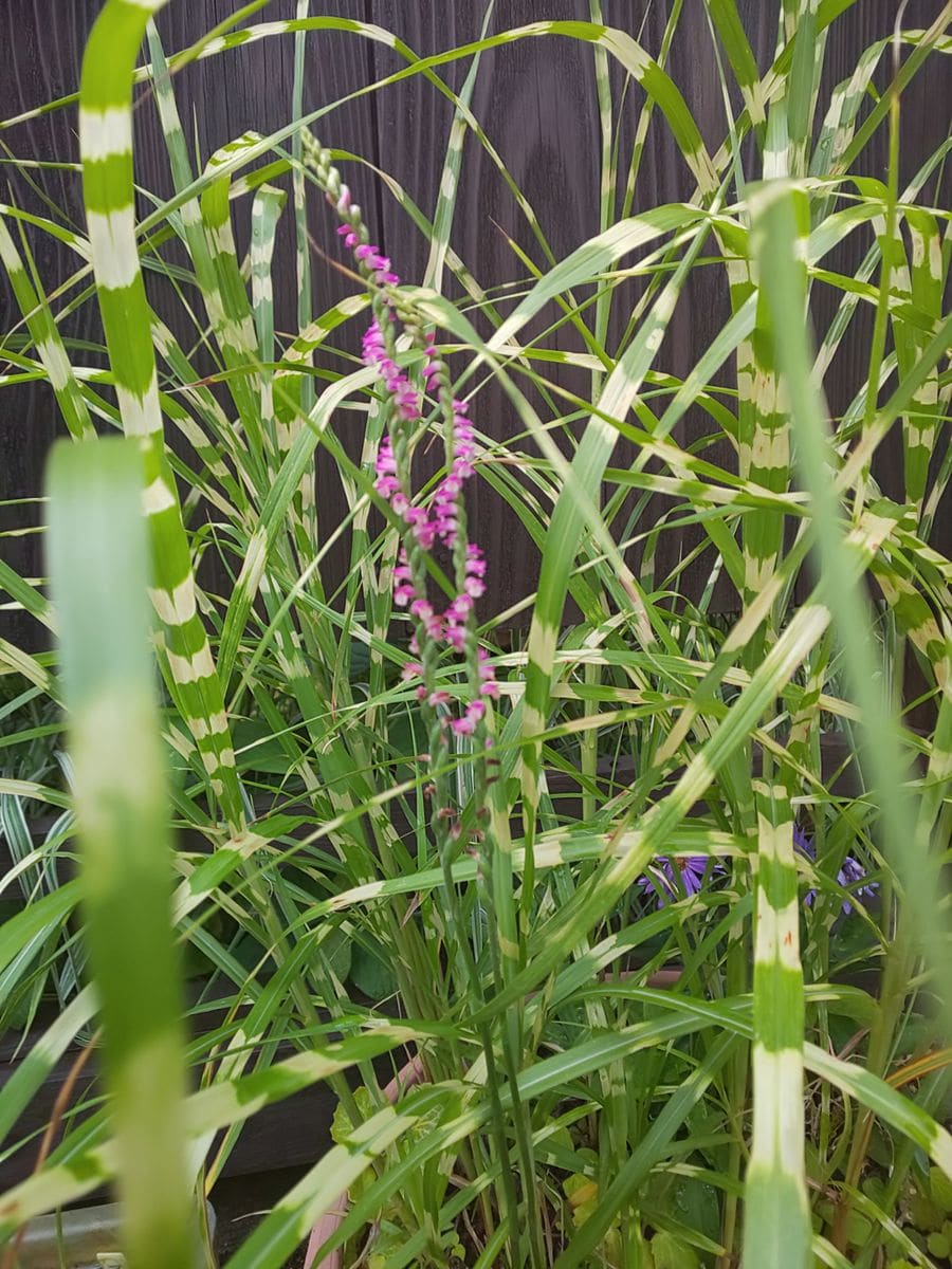 夏は守りの園芸します☺️