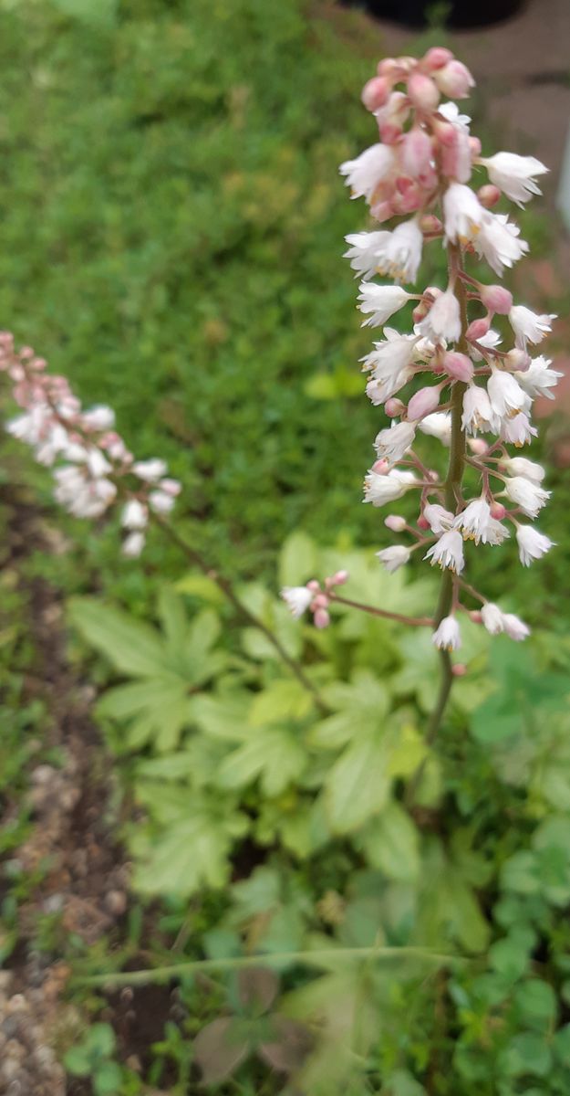 今日の小さなお花たち (*^^*)