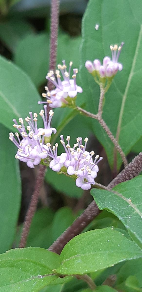 今日の小さなお花たち (*^^*)