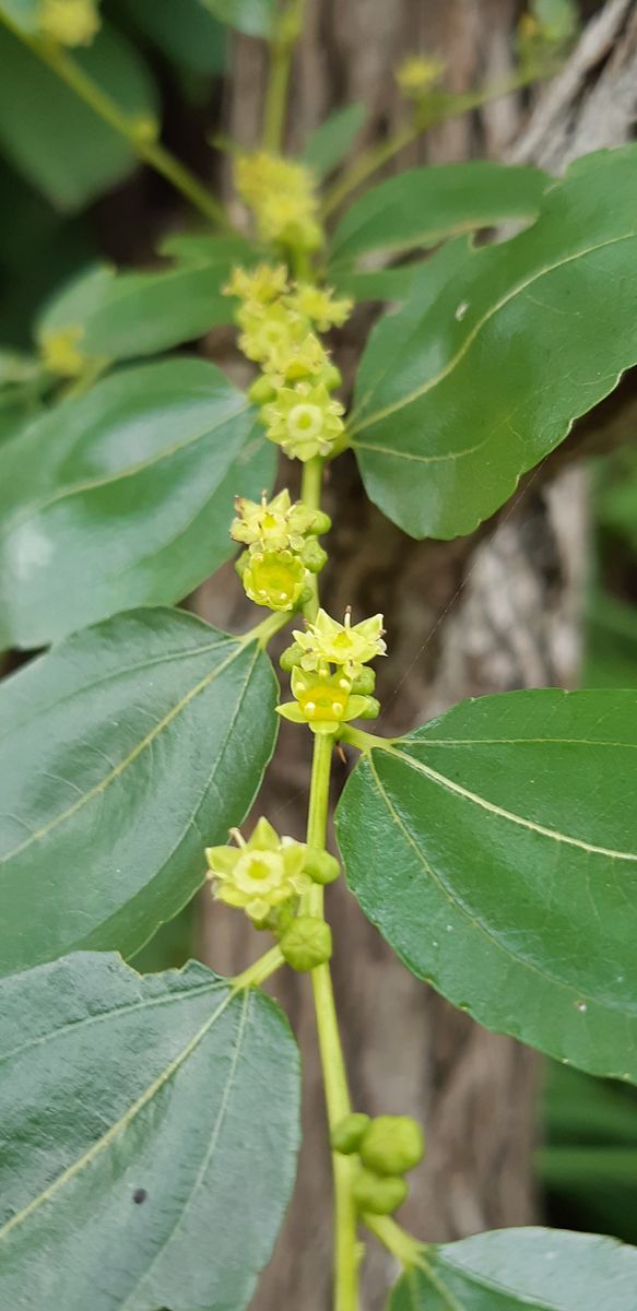 今日の小さなお花たち (*^^*)