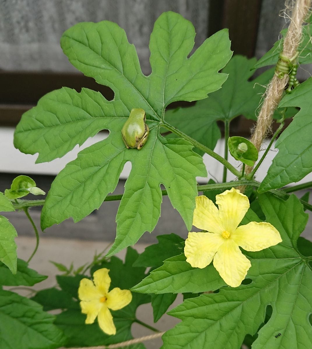 カエル君とゴーヤの花