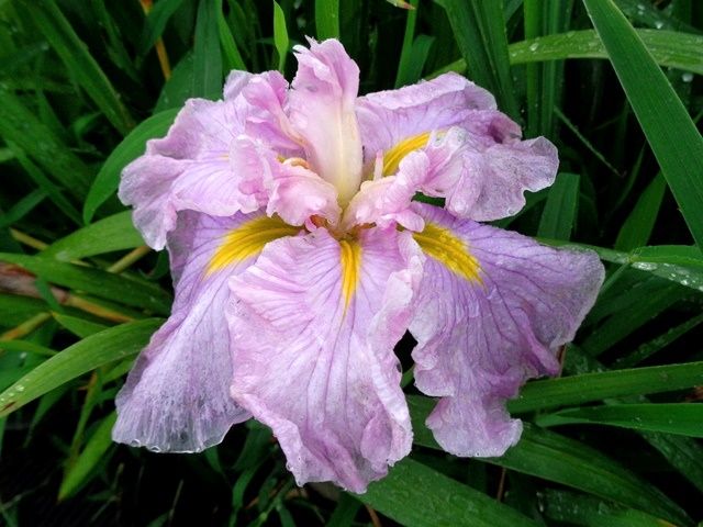 最後の花と最初の花