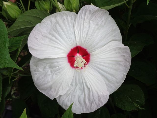 最後の花と最初の花