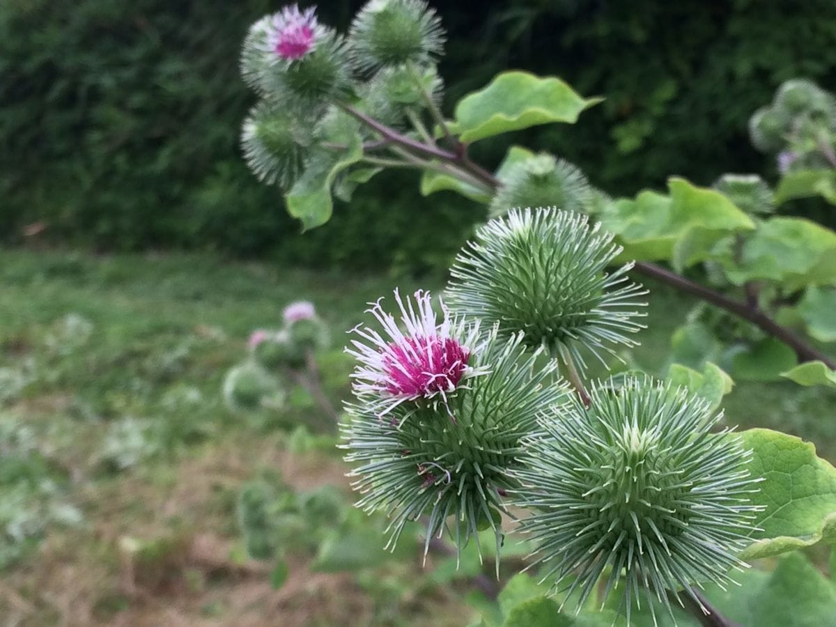 ゴボウの花