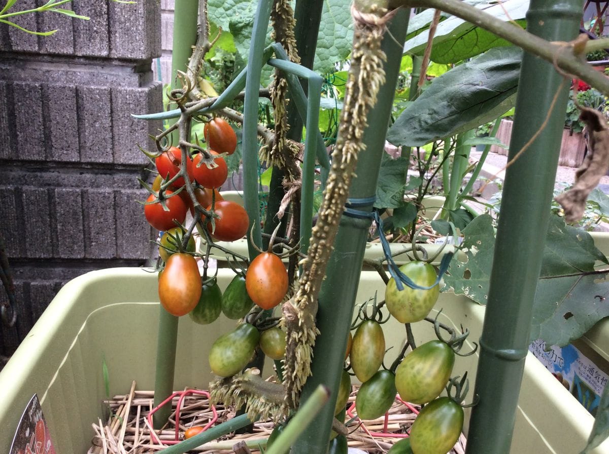 マイガーデン    夏野菜プランター    🍀