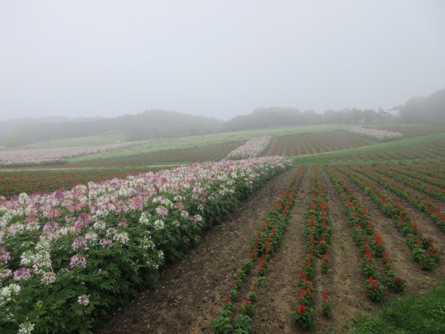 淡路花桟敷