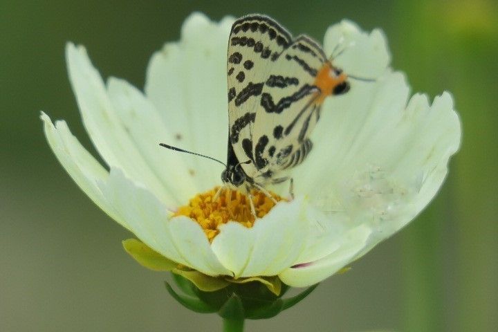 縞模様の蝶