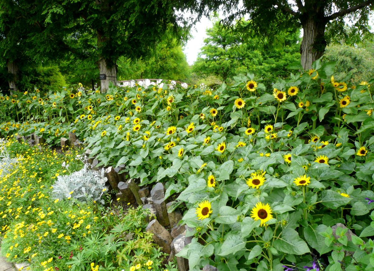 太陽の花