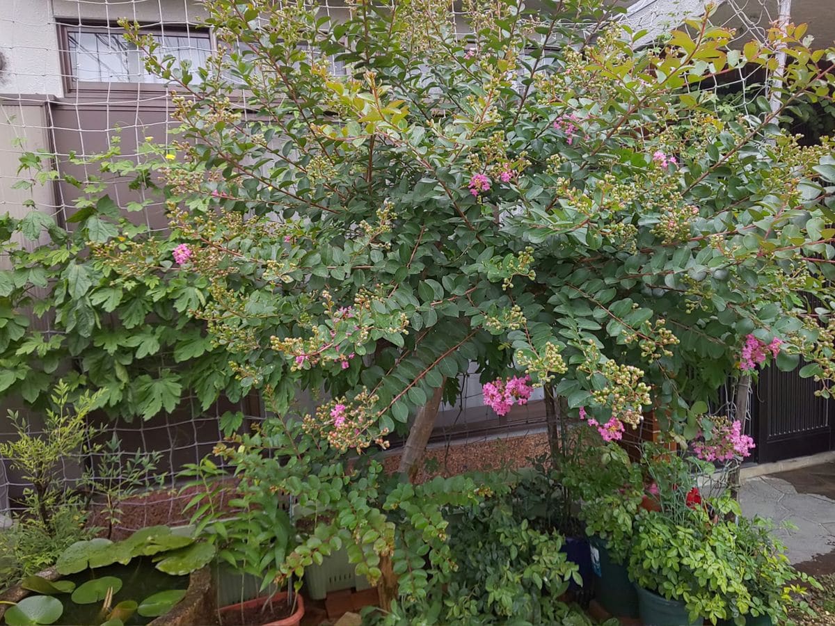 鉢植えだけ水やり🌱