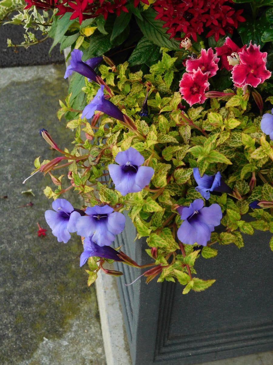 トレニア・コンカラーのお花