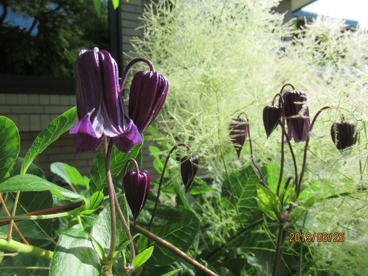 茶花がたくさん