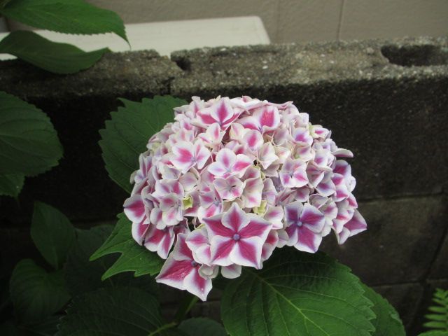 紫陽花たち①