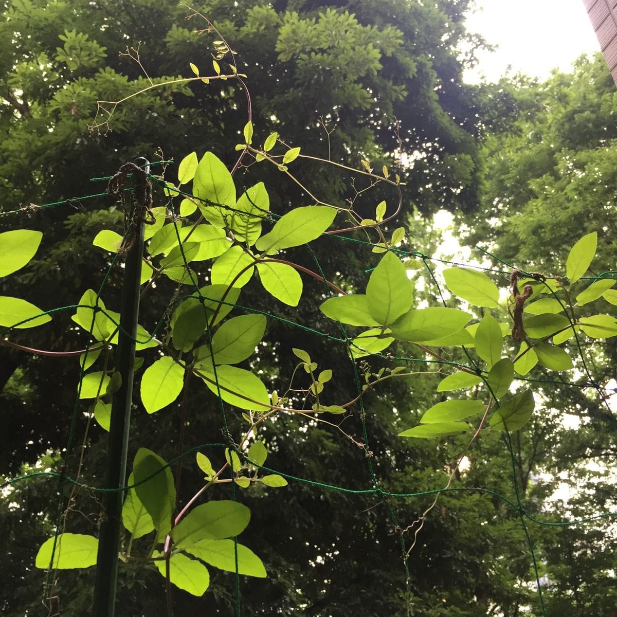 ツルコ部屋活動記