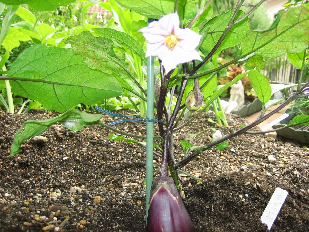 わが家で育てている野菜の様子