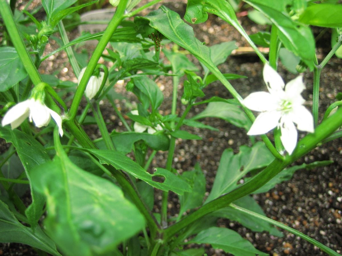 わが家で育てている野菜の様子