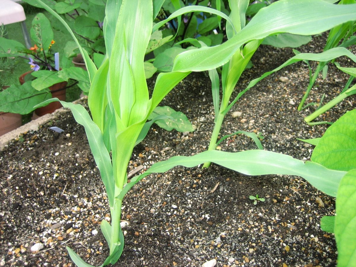 わが家で育てている野菜の様子