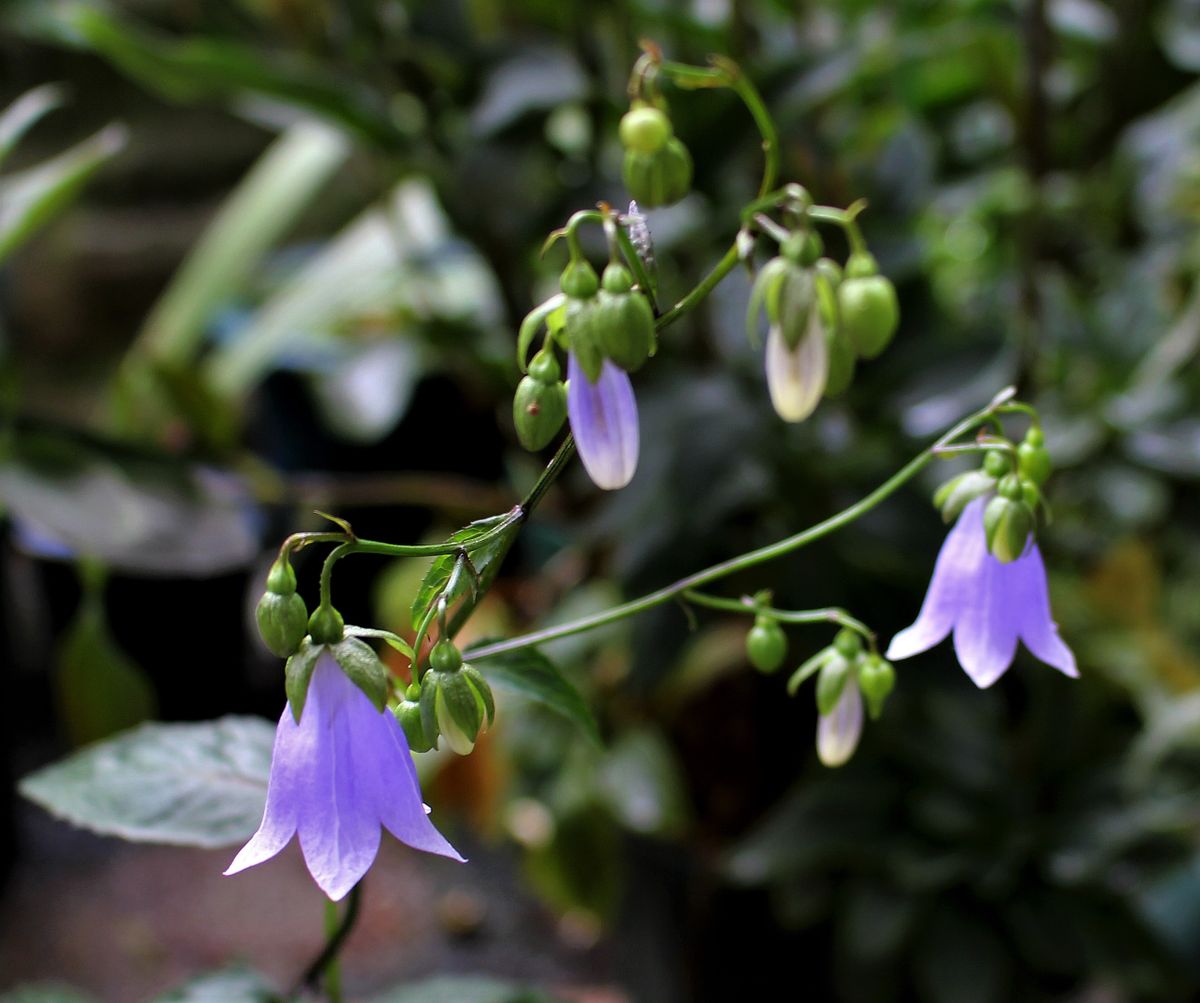 ソバナの花