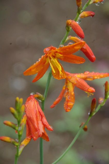 庭の花