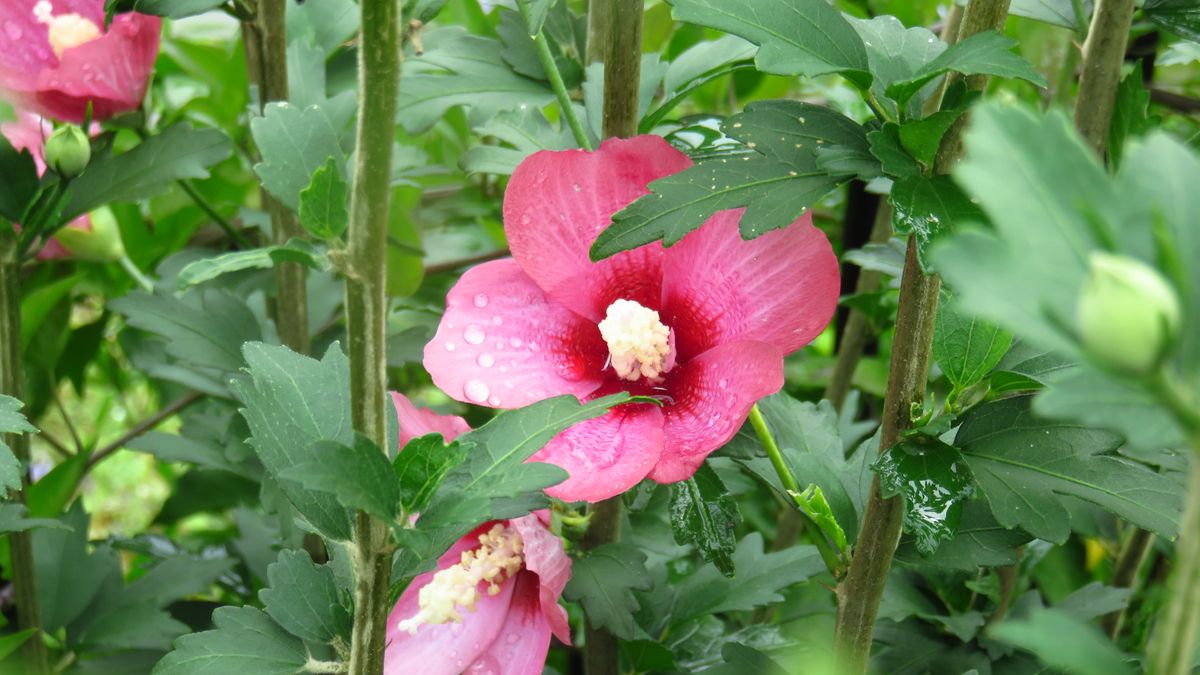 今年の咲き始めは雨～