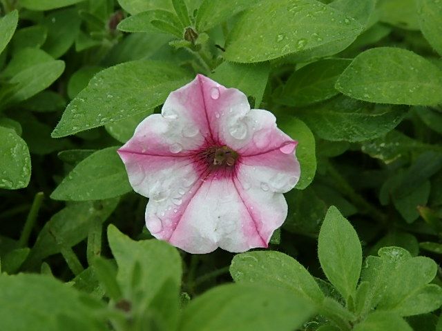 雨の七夕ですが、せめてスター☆