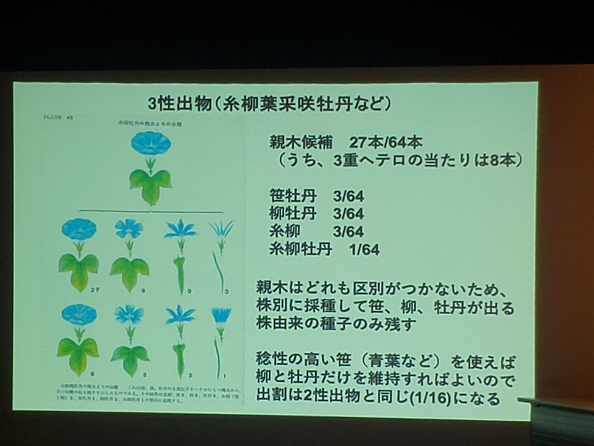 未来につなぐ朝顔文化　江戸の花プロジェクト