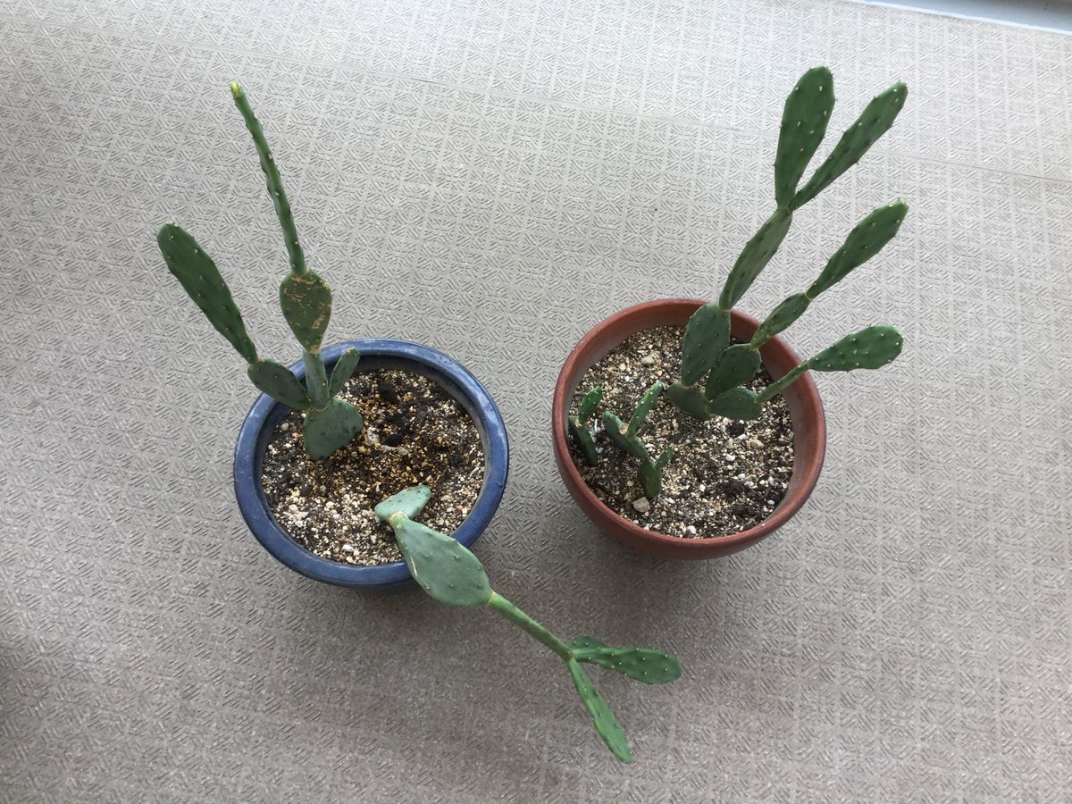 今日のベランダ仕事・サボテンの植え替え🌵