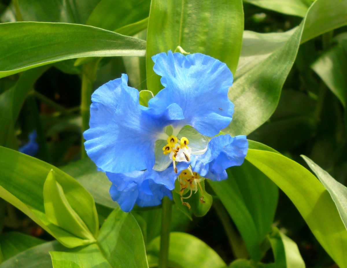 草津市の花咲きました