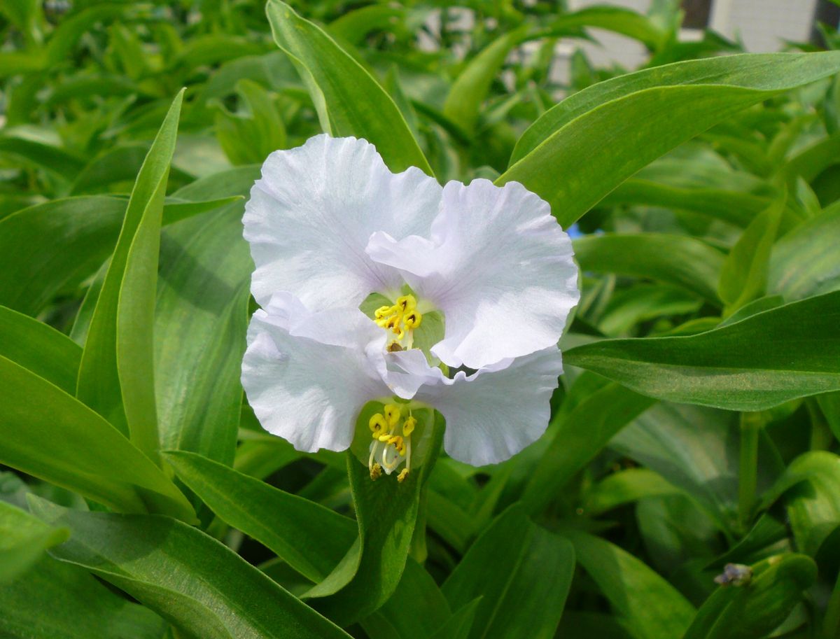 草津市の花咲きました