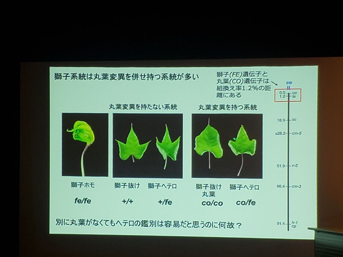 未来につなぐ朝顔文化　江戸の花プロジェクト