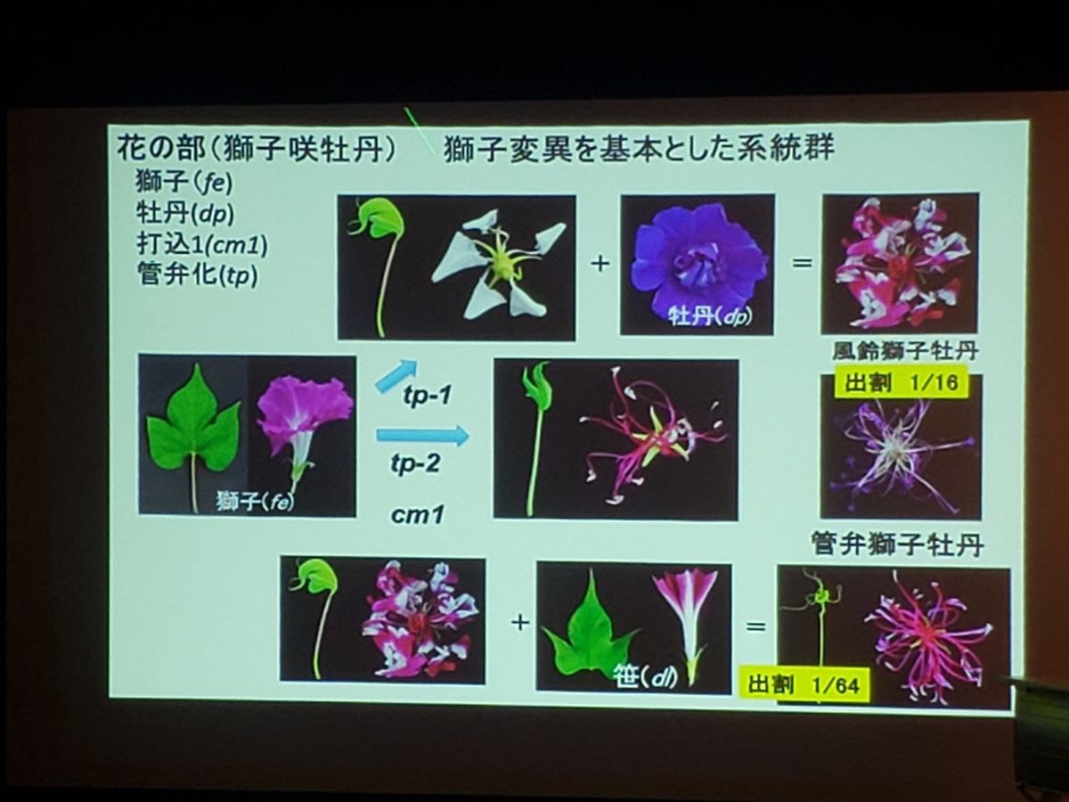 未来につなぐ朝顔文化　江戸の花プロジェクト