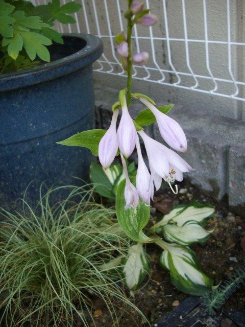 ギボウシの花